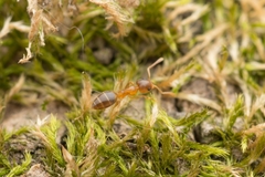 Technomyrmex gibbosus