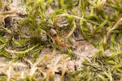 Technomyrmex gibbosus