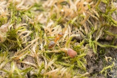 Technomyrmex gibbosus