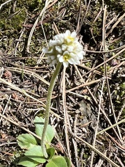 Micranthes rhomboidea