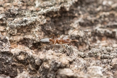 Crematogaster matsumurai