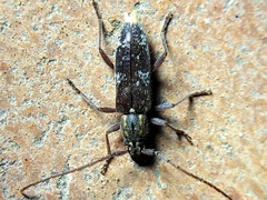 Anelaphus niveivestitus