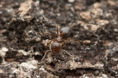 Crematogaster matsumurai