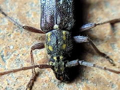 Anelaphus niveivestitus