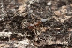 Crematogaster matsumurai