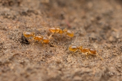 Solenopsis japonica