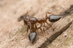 Crematogaster matsumurai