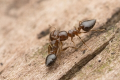 Crematogaster matsumurai
