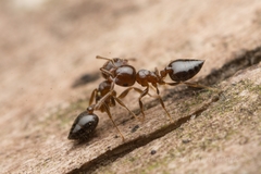 Crematogaster matsumurai