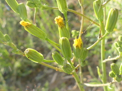 Crepis pulchra