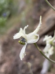 Delphinium xantholeucum