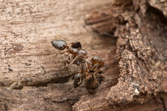 Crematogaster matsumurai