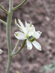 Delphinium xantholeucum