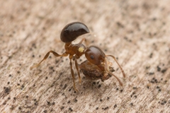 Crematogaster matsumurai