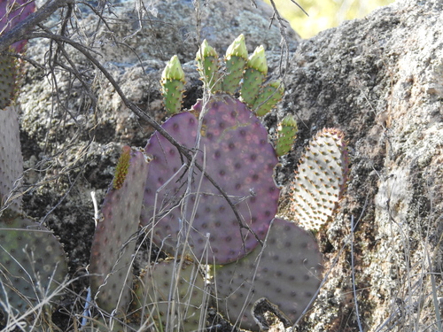 Opuntia gosseliniana