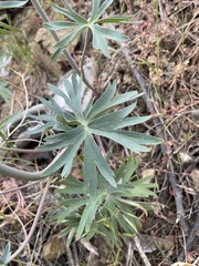 Delphinium xantholeucum