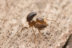 Crematogaster matsumurai