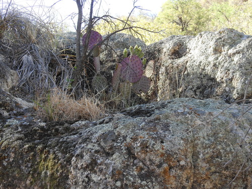 Opuntia gosseliniana