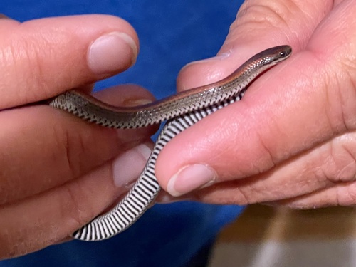 Common Sharp-tailed Snake