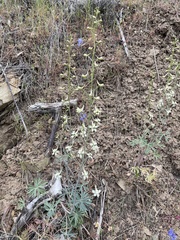 Delphinium xantholeucum