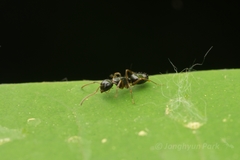 Camponotus itoi