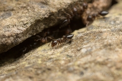 Crematogaster teranishii
