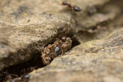 Crematogaster teranishii