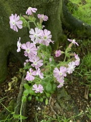 Melandrium