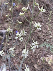 Delphinium xantholeucum