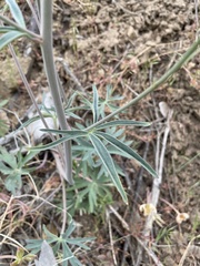 Delphinium xantholeucum