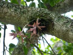 Tillandsia didisticha