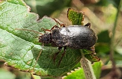 Calathus fuscipes