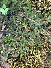 Selaginella underwoodii
