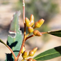 Eucalyptus oleosa oleosa