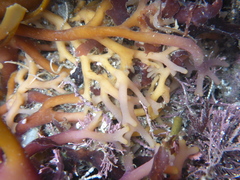 Macrocystis pyrifera