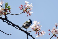 Parus minor