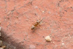 Paraparatrechina sakurae