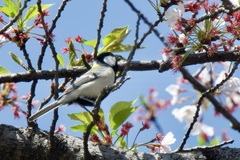 Parus minor