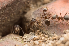 Lasius japonicus