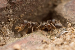 Lasius japonicus