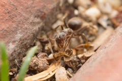Lasius japonicus