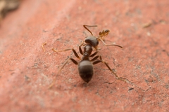 Lasius japonicus