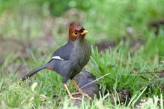 Pterorhinus treacheri