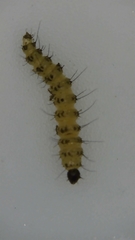 Forcipomyiinae