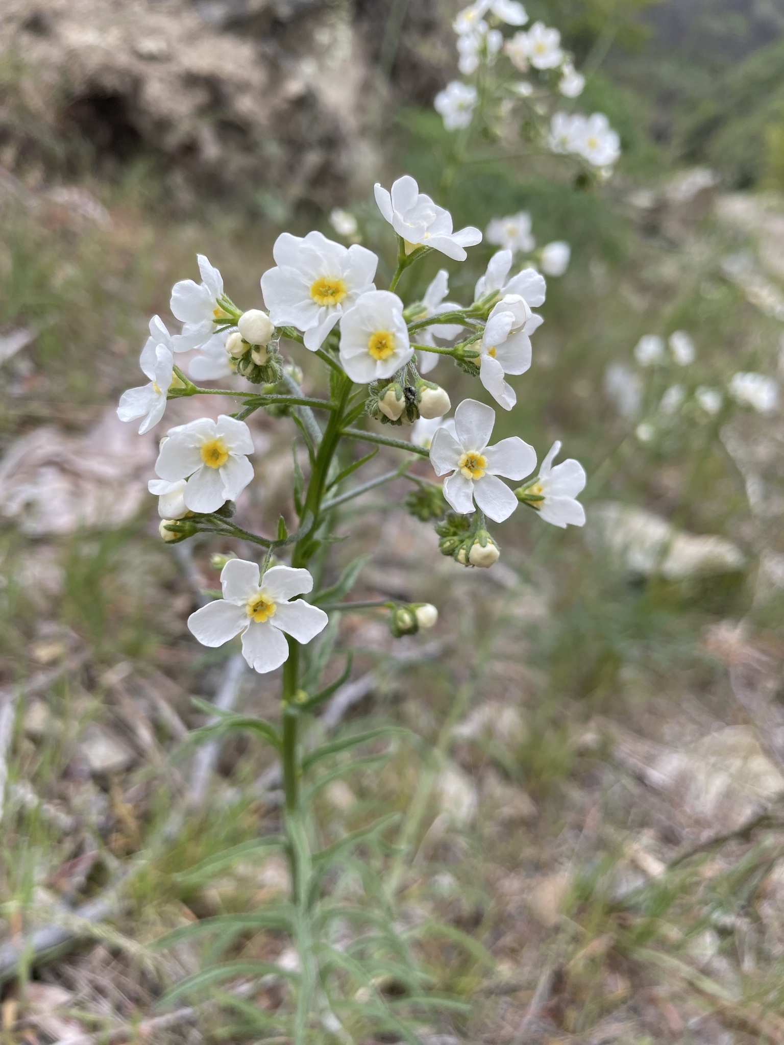 Hackelia diffusa