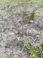 Pulsatilla cernua