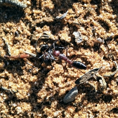 Camponotus aurocinctus