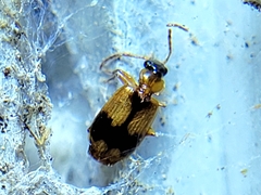 Lebia fuscata