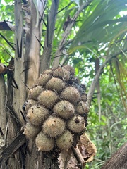 Astrocaryum mexicanum