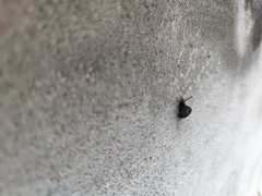 Bradybaena similaris